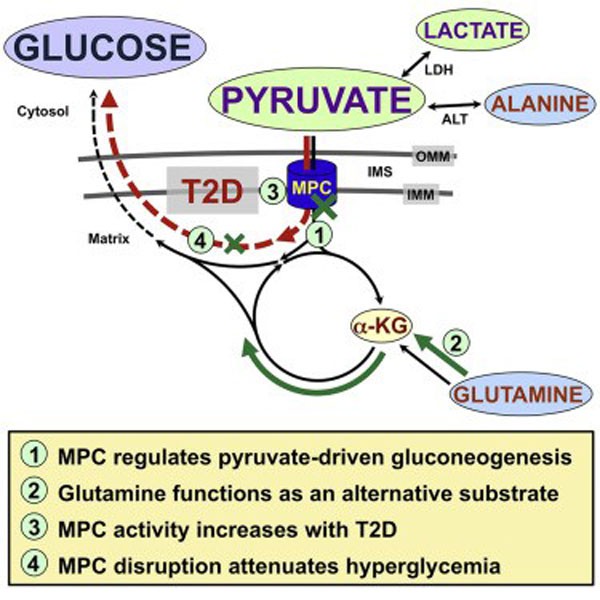 Berberin và tân tạo glucose