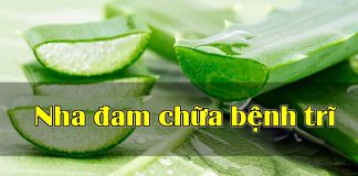 nha đam chữa bệnh trĩ