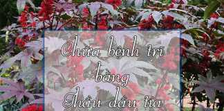 Thầu dầu tía chữa bệnh trĩ