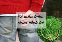 Cỏ mần trầu chữa bệnh trĩ