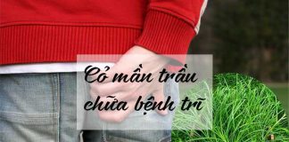 Cỏ mần trầu chữa bệnh trĩ