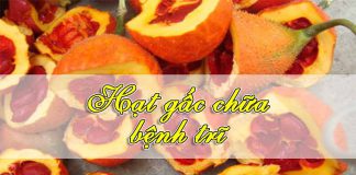 Hạt gấc chữa bệnh trĩ