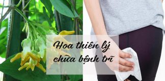 Hoa thiên lý chữa bệnh trĩ