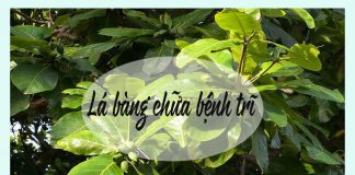 Lá bàng chữa bệnh trĩ