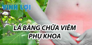 Lá bàng chữa viêm phụ khoa hiệu quả