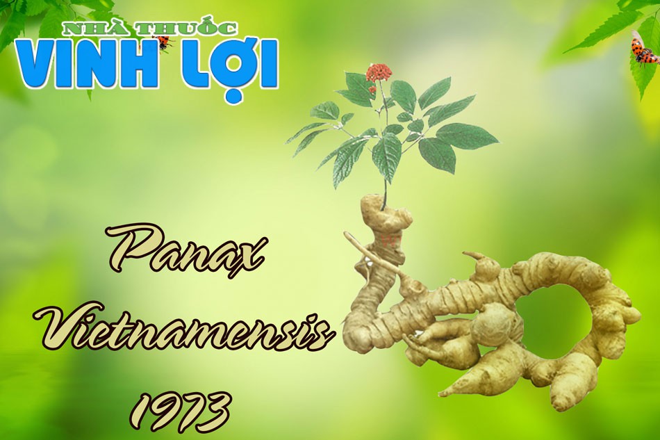 Sâm Ngọc Linh (tên khoa học: Panax Vietnamensis) là một loại dược liệu vô cùng quý hiếm của Việt Nam và trên thế giới