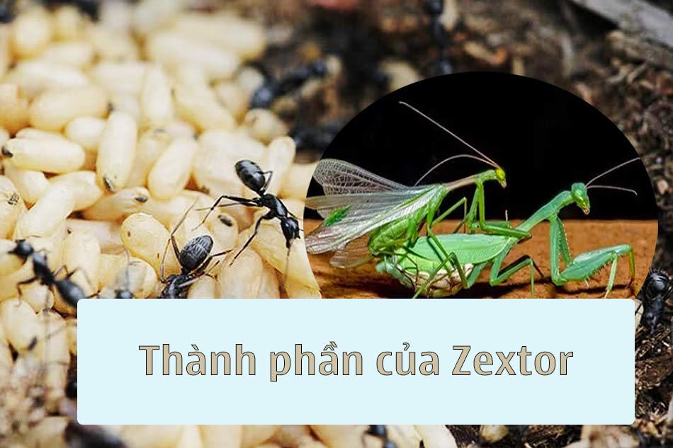 Thành phần của Zextor