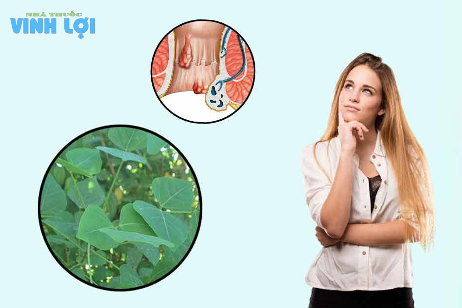 Vì sao lá vông được dùng trong chữa bệnh trĩ?