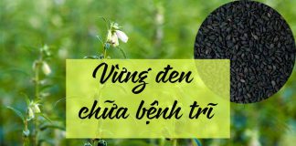 Vừng đen chữa bệnh trĩ