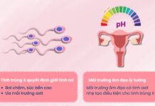 Bí quyết sinh con gái theo ý muốn, chọn khoa học hay mẹo? Tinh trùng X hoạt động tốt trong môi trường âm đạo có tính axit